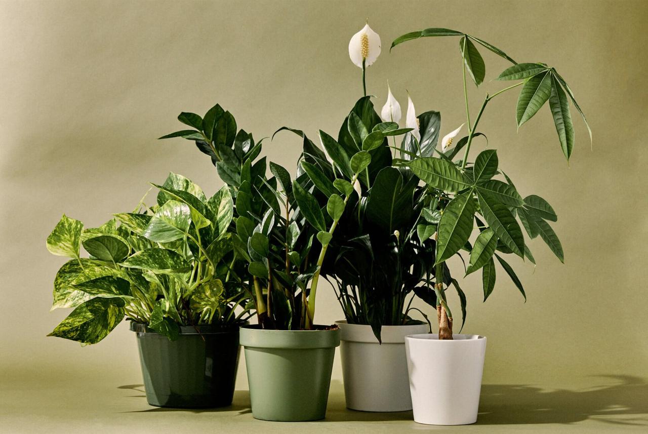 Best Common Houseplants for Brightening Up Your Home