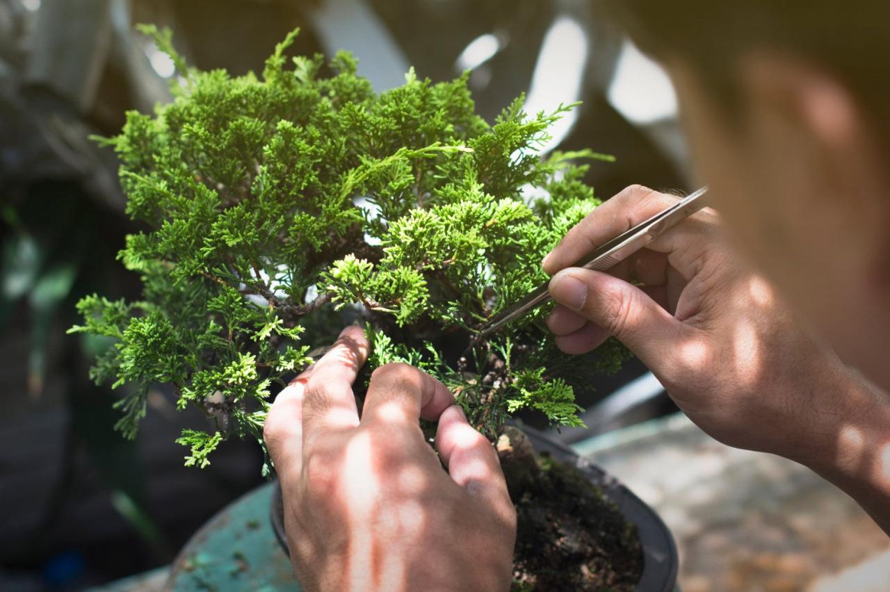 The Best Bonsai Care Tips for All Skill Levels