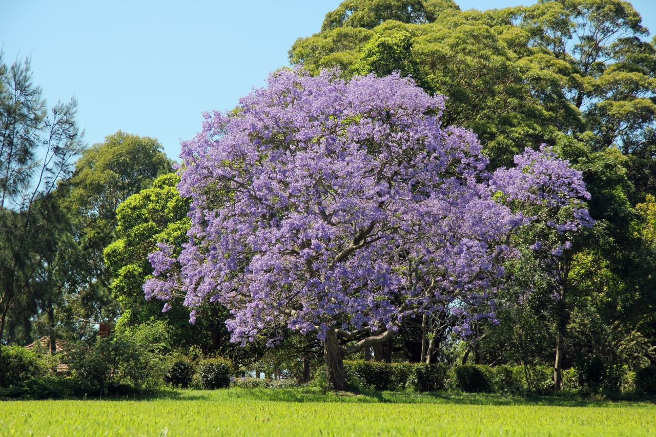 Transform Your Garden with Jacaranda Tree: Essential Tips for Beautiful Blooms