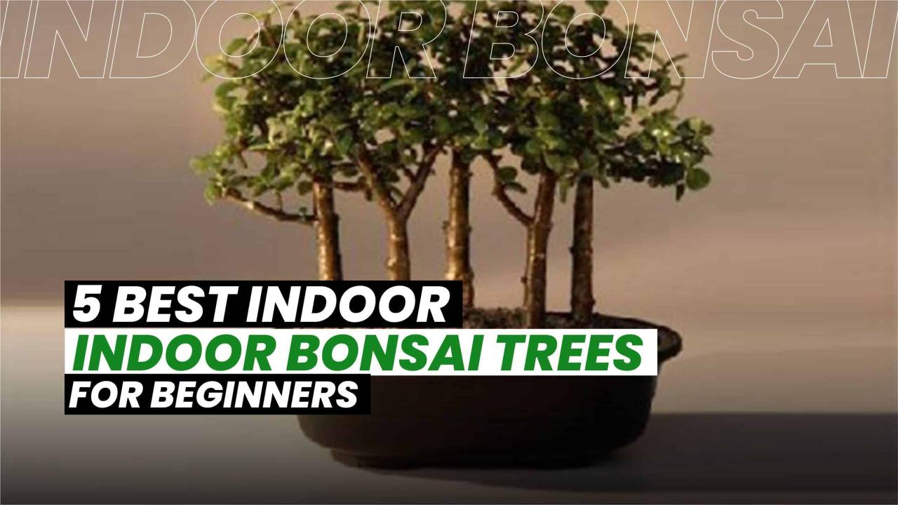 The Ultimate Bonsai Tree Care Checklist: Your Guide to Thriving Trees