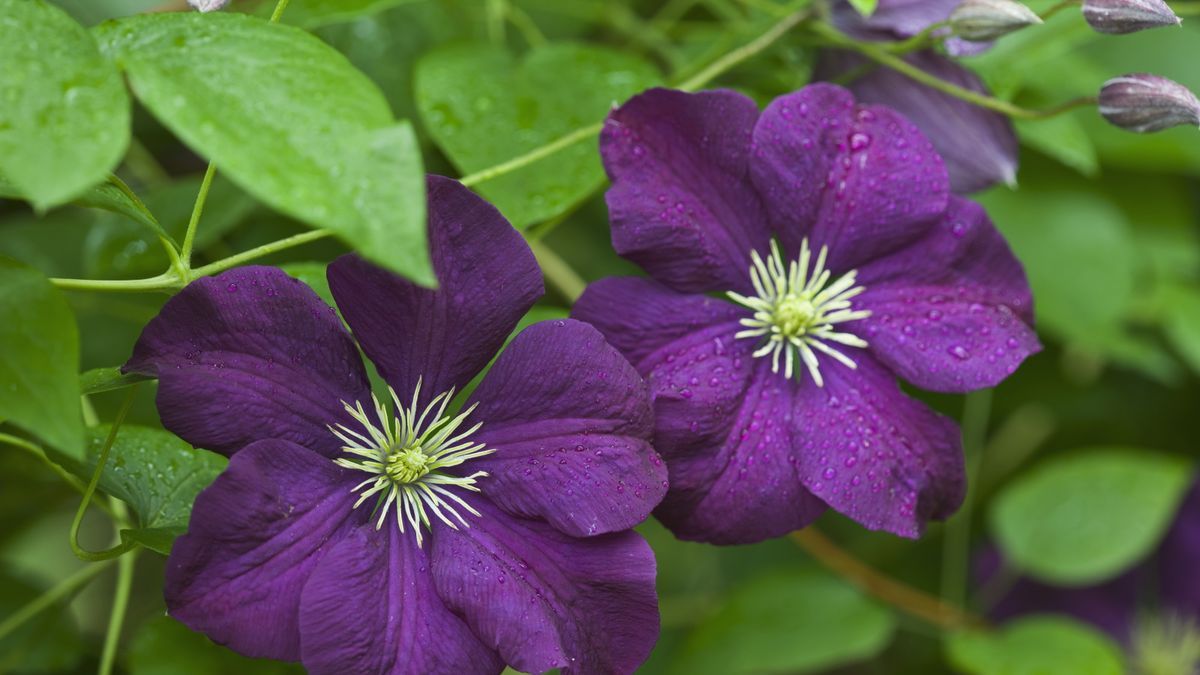 Master Clematis Propagation: Secrets for Success