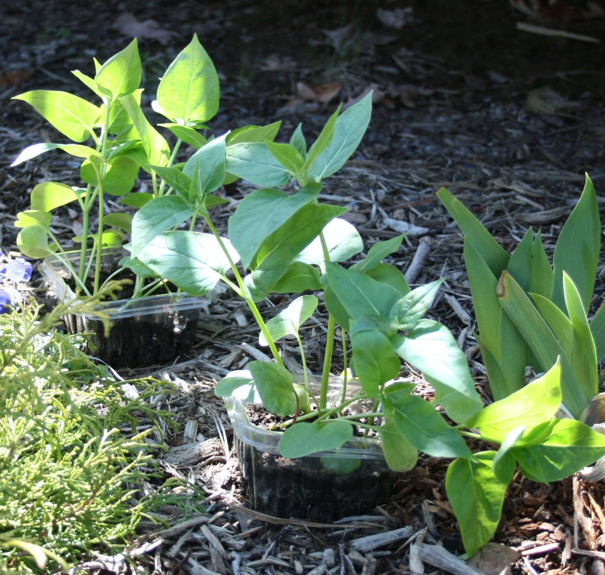 Plants seedlings frost protect ways transplanting them outside protecting spring easy shady harden clocks warm spot four before these off