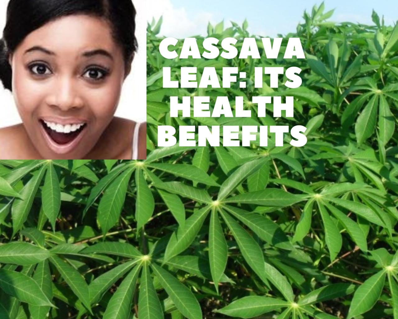 Why Cassava Leaf is the Next Big Thing in Healthy Eating