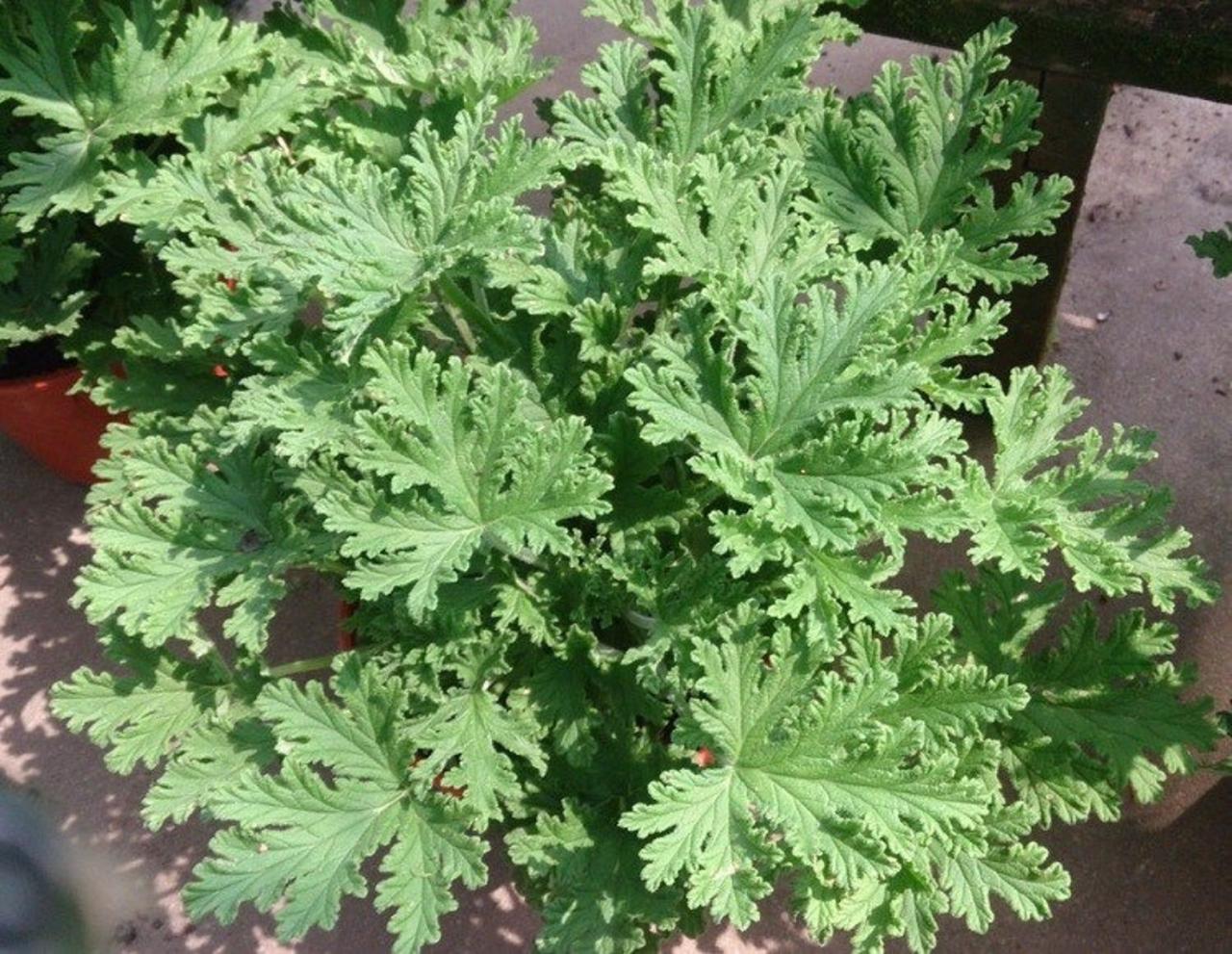 How to Create a Lush and Effective Citronella Plant for a Pest-Free Outdoor Space