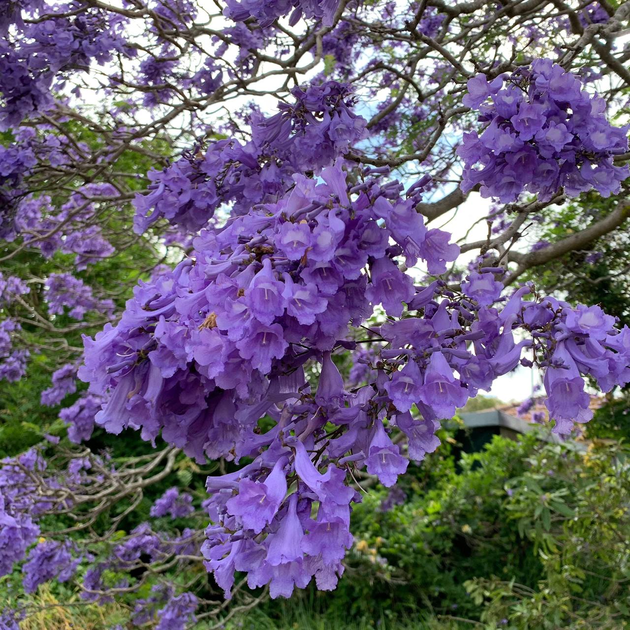 Transform Your Garden with Jacaranda Tree: Essential Tips for Beautiful Blooms