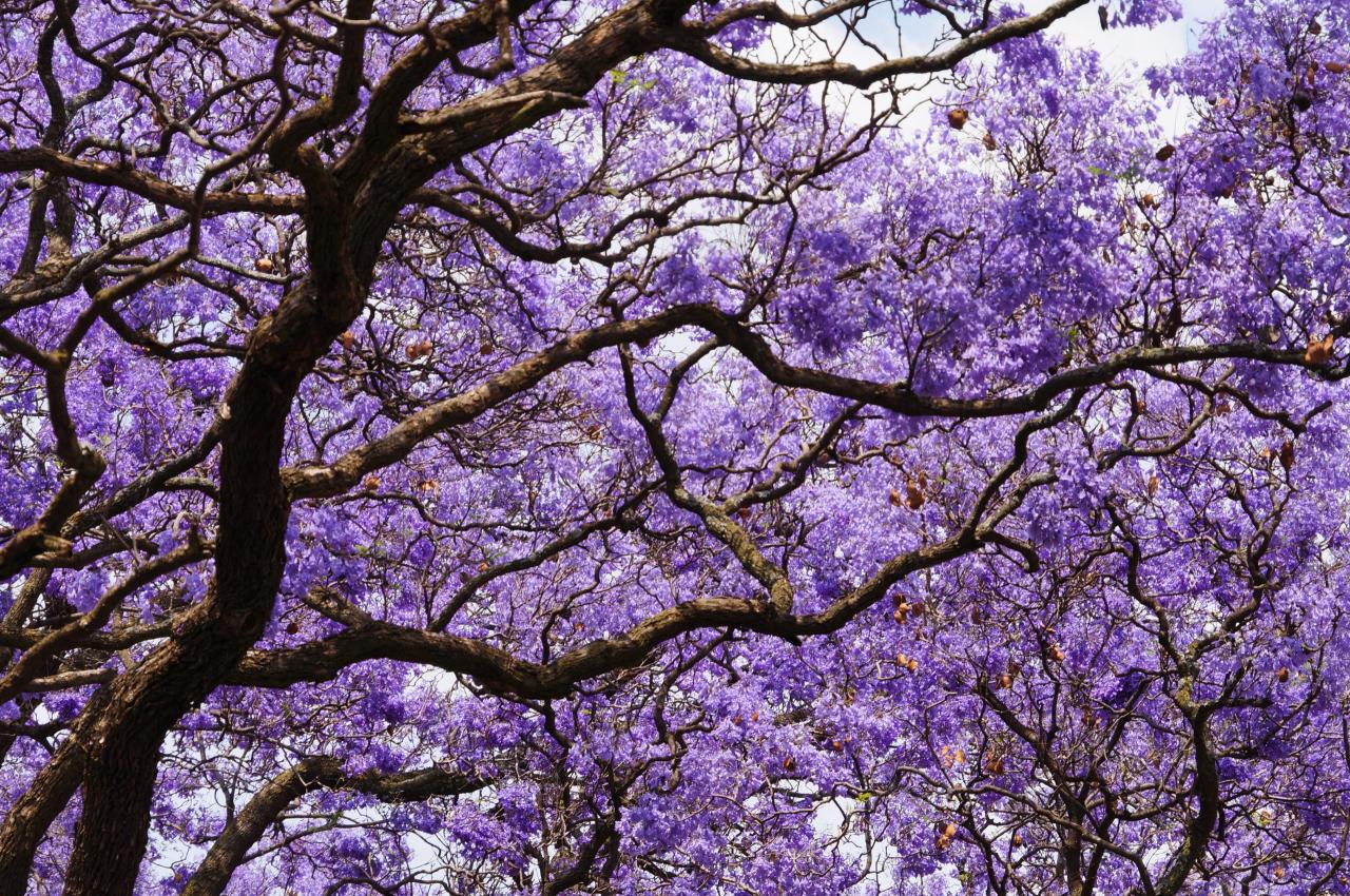 Jacaranda Tree Magic: How to Grow and Maintain This Beautiful Tree for Garden Beauty