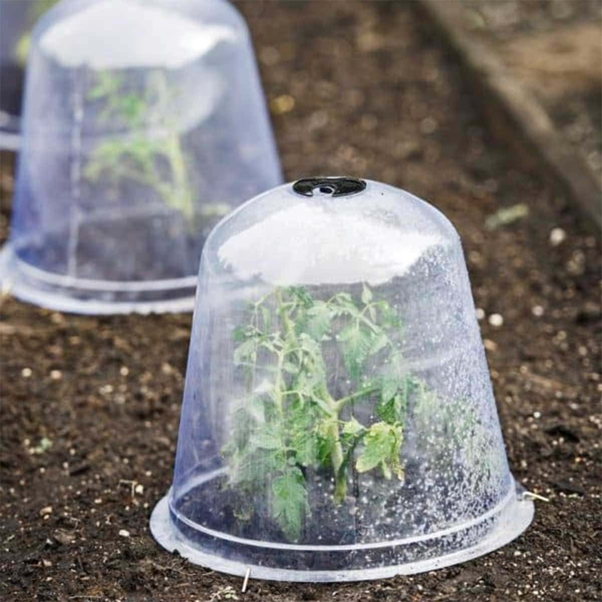 How To Protect Your Spring Bulbs From Frost When Planting In Fall