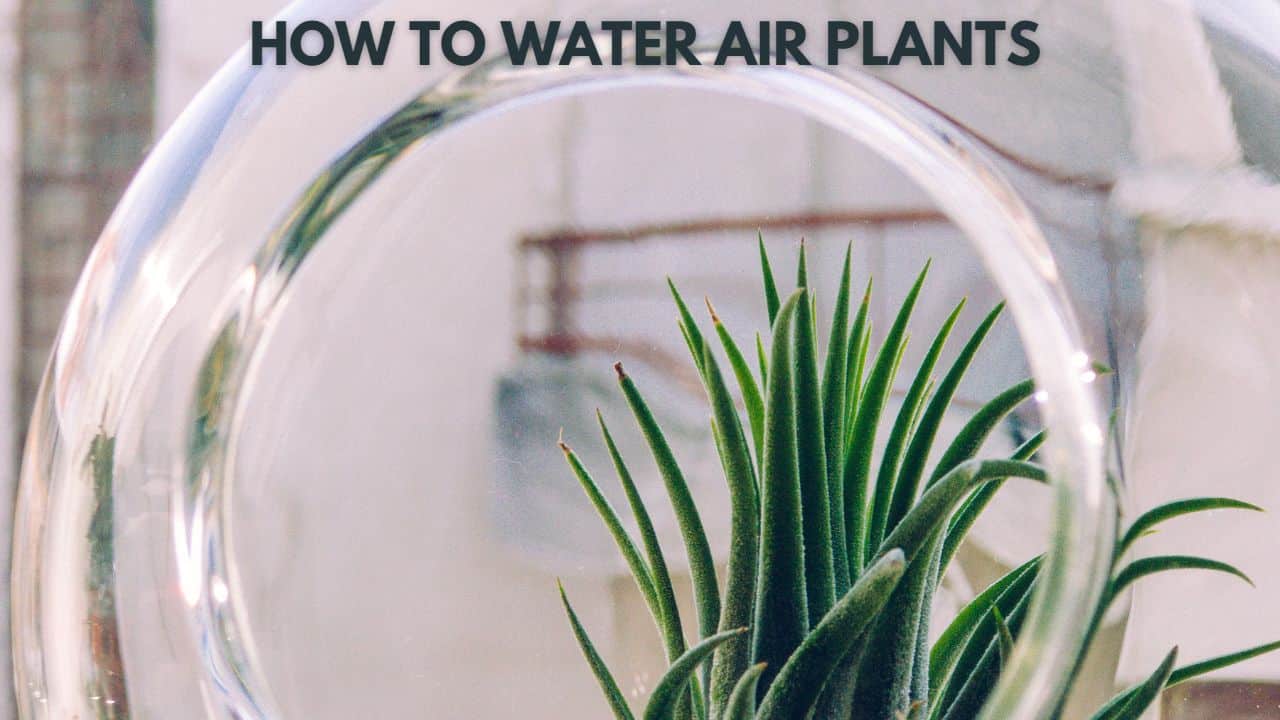 How to Use a Humidifier to Water Air Plants