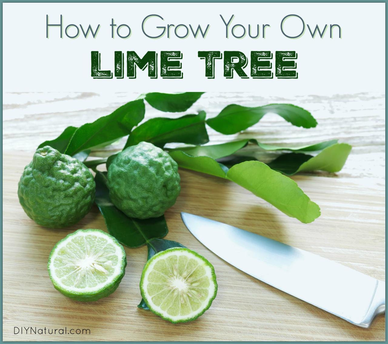 How to Get the Most Flavor from Kaffir Lime Leaf: Expert Cooking Tips