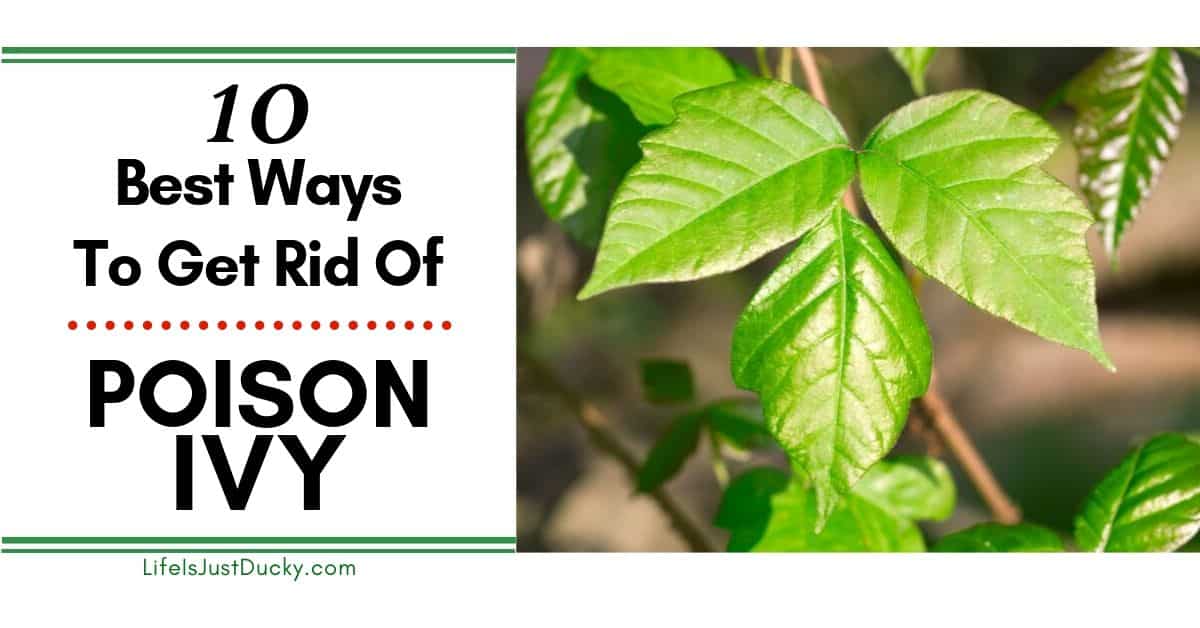 How to Eliminate Poison Ivy While Maintaining Healthy Plants