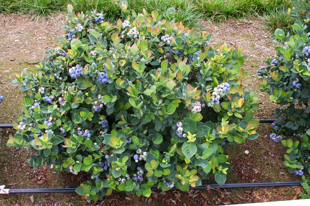 Propagate Blueberry Bushes: A Guide for a Beautiful Garden