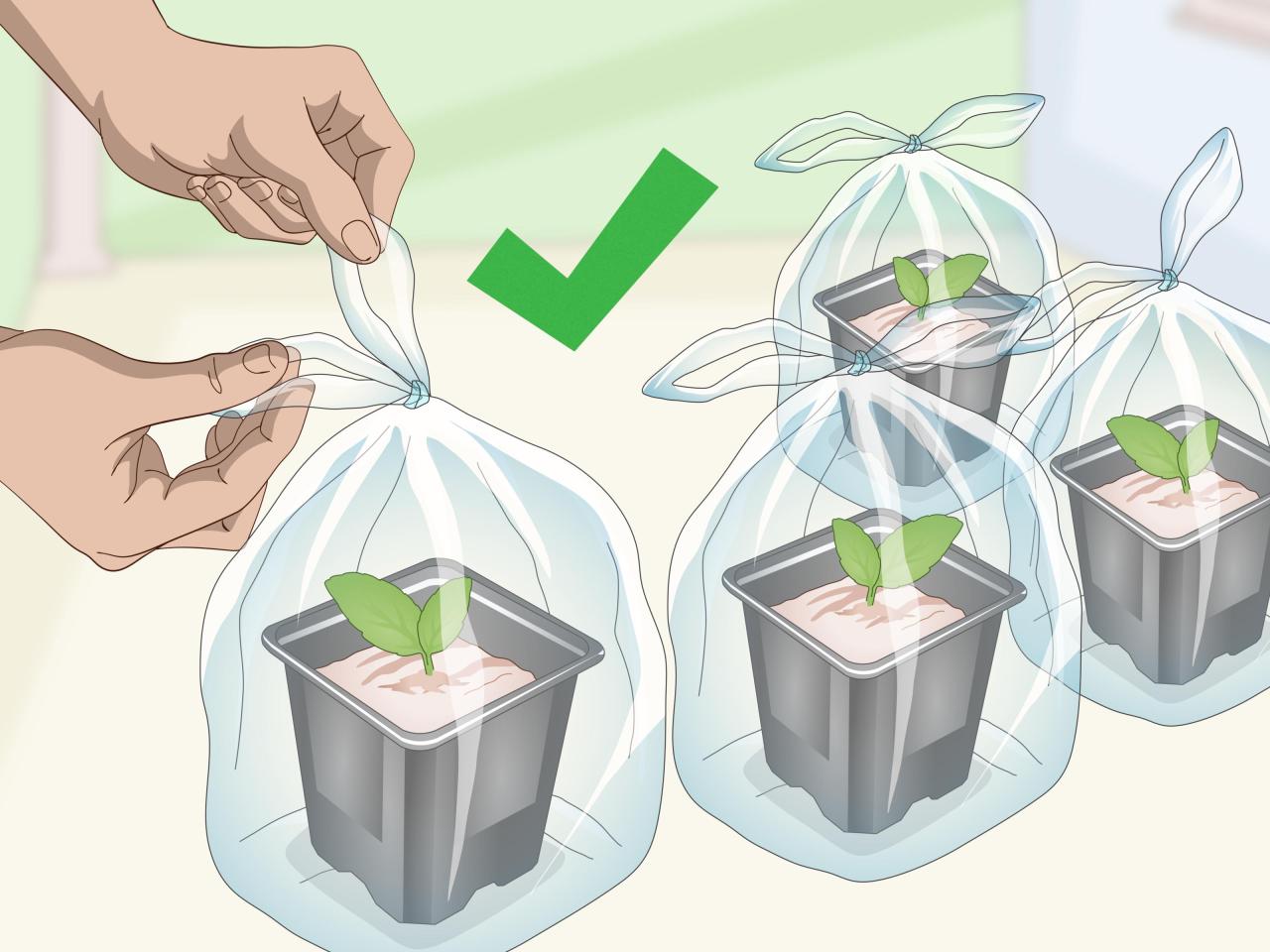 How to Propagate African Violets with Just a Mason Jar