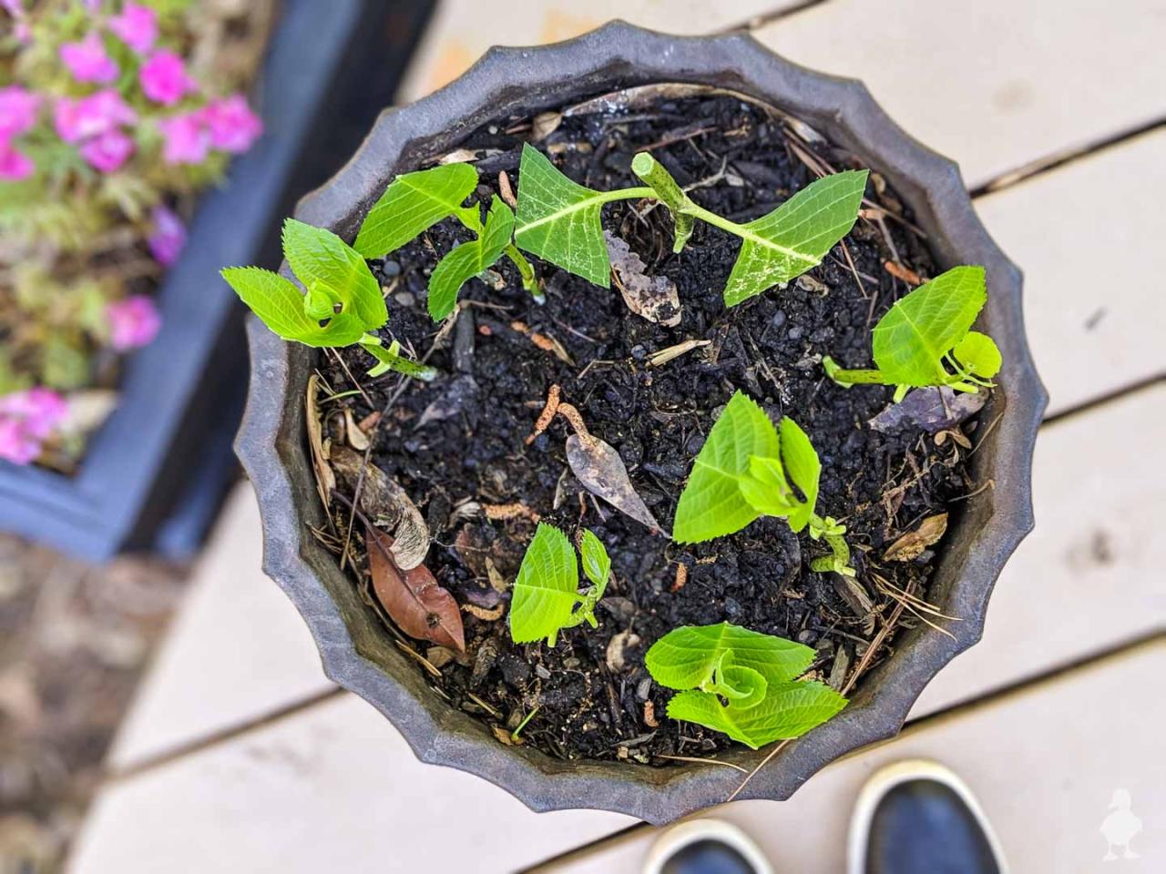 Water-Based Hydrangea Propagation: Your Key to Gorgeous Plants!