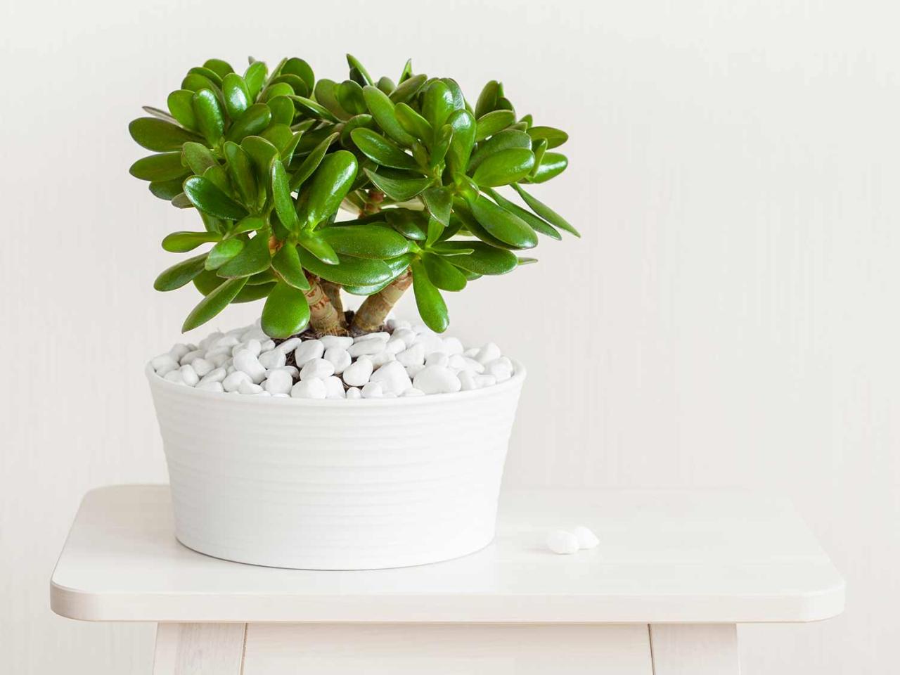 Expert Tips For Money Plant Care In Small Spaces