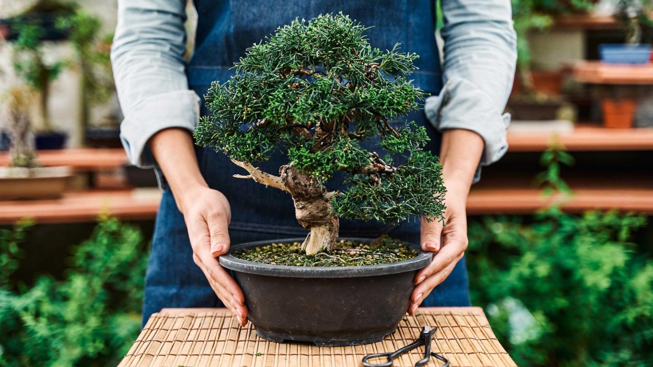 Mastering Bonsai Care: Top Tricks for Healthy Growth