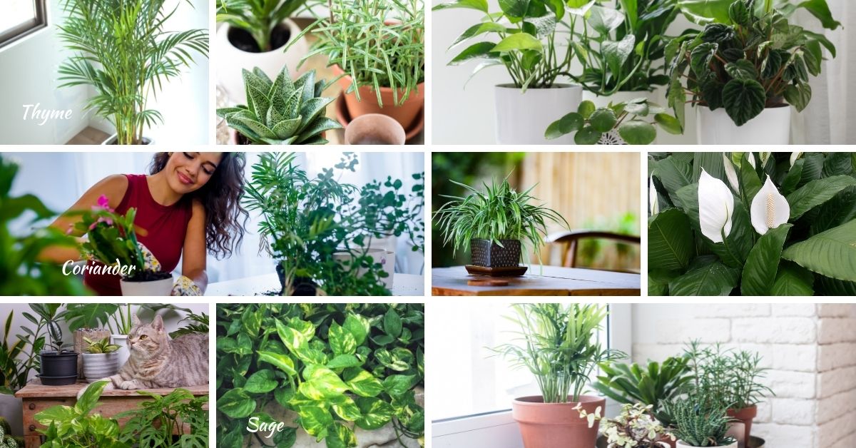 Best Houseplants for Beginners That Purify Air