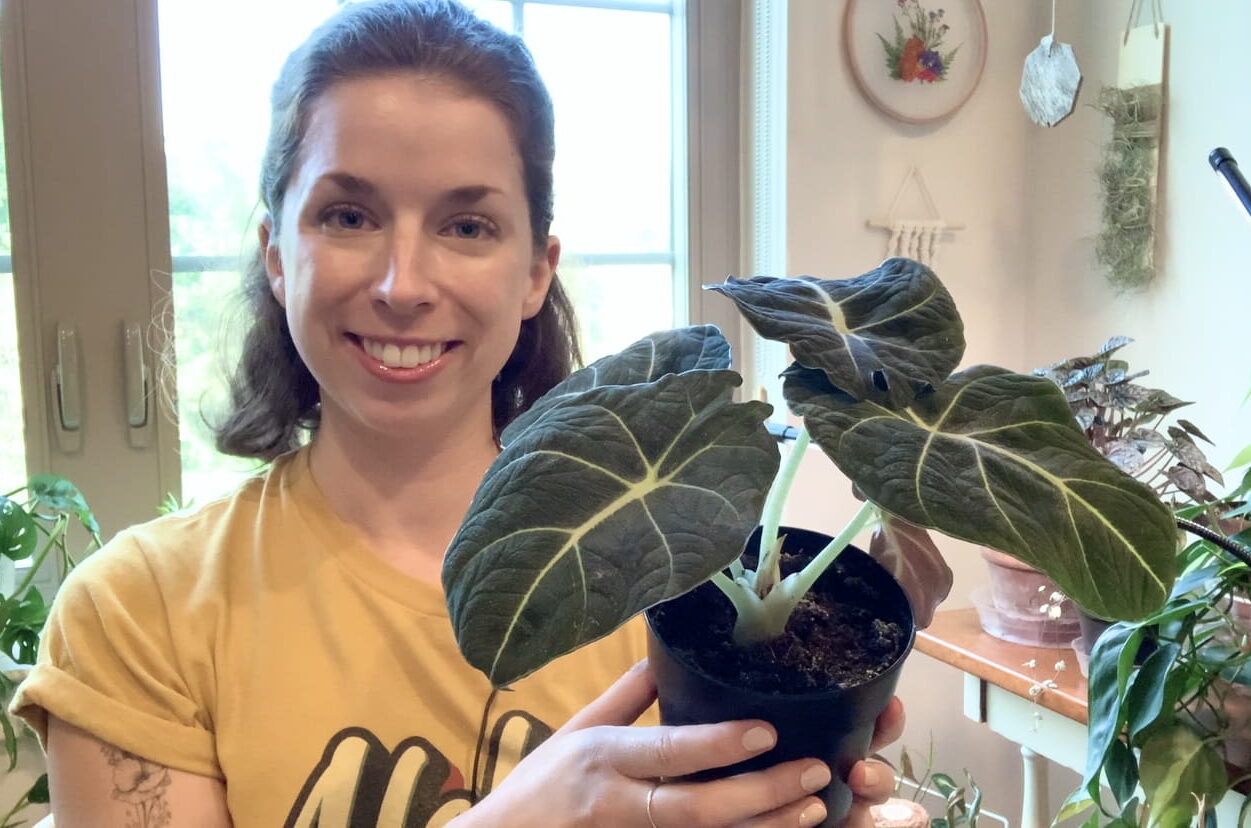 Create a Tropical Retreat: How To Propagate Alocasia Like a Pro