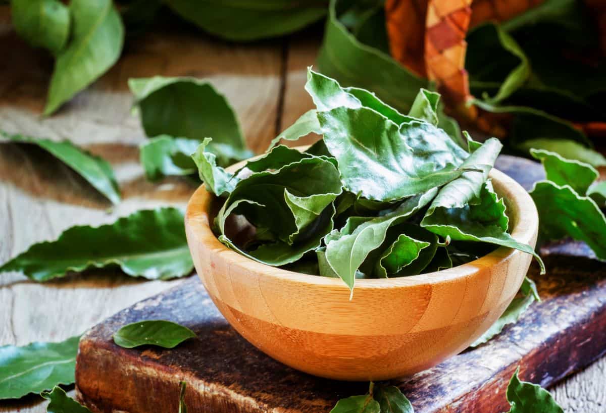 The Ultimate Bay Leaf Substitutes for Delicious Home Cooking