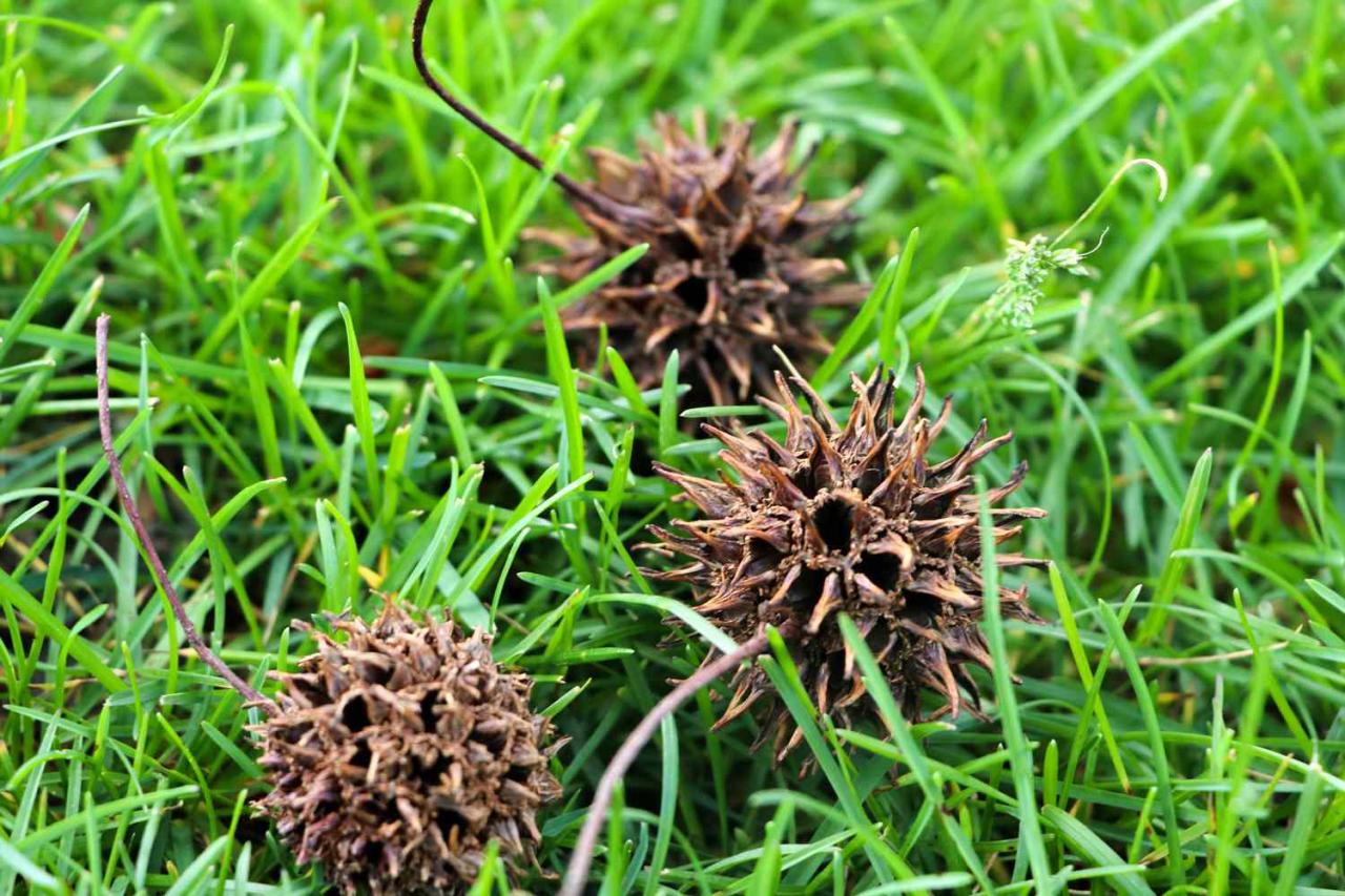 Spiky Seeds: Survival Strategies in Harsh Environments