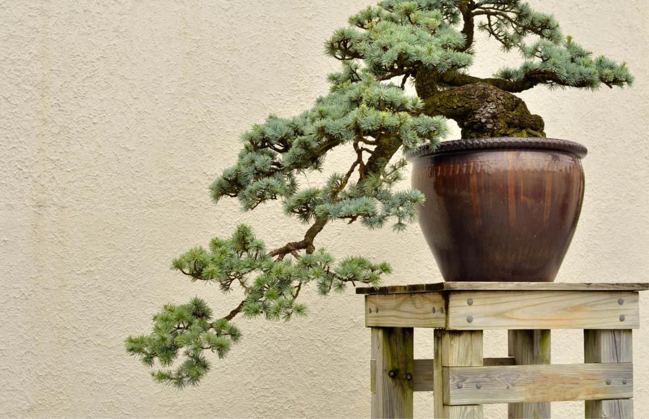 Top 10 Tips for Selecting the Perfect Bonsai Pot