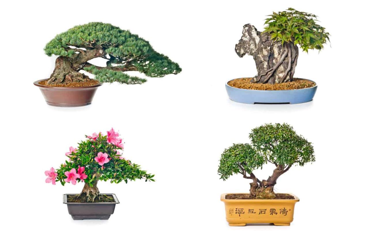 How to Choose a Bonsai Pot That Complements Your Trees Growth