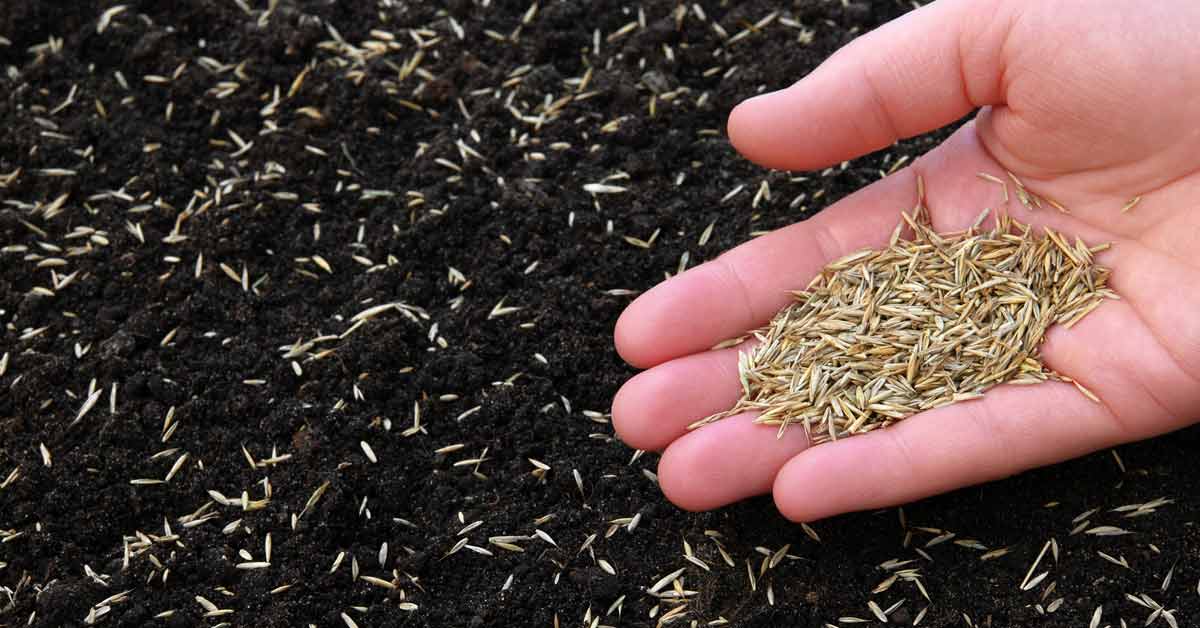 The Ultimate Tips for Sowing Grass Seed at the Right Time in the UK