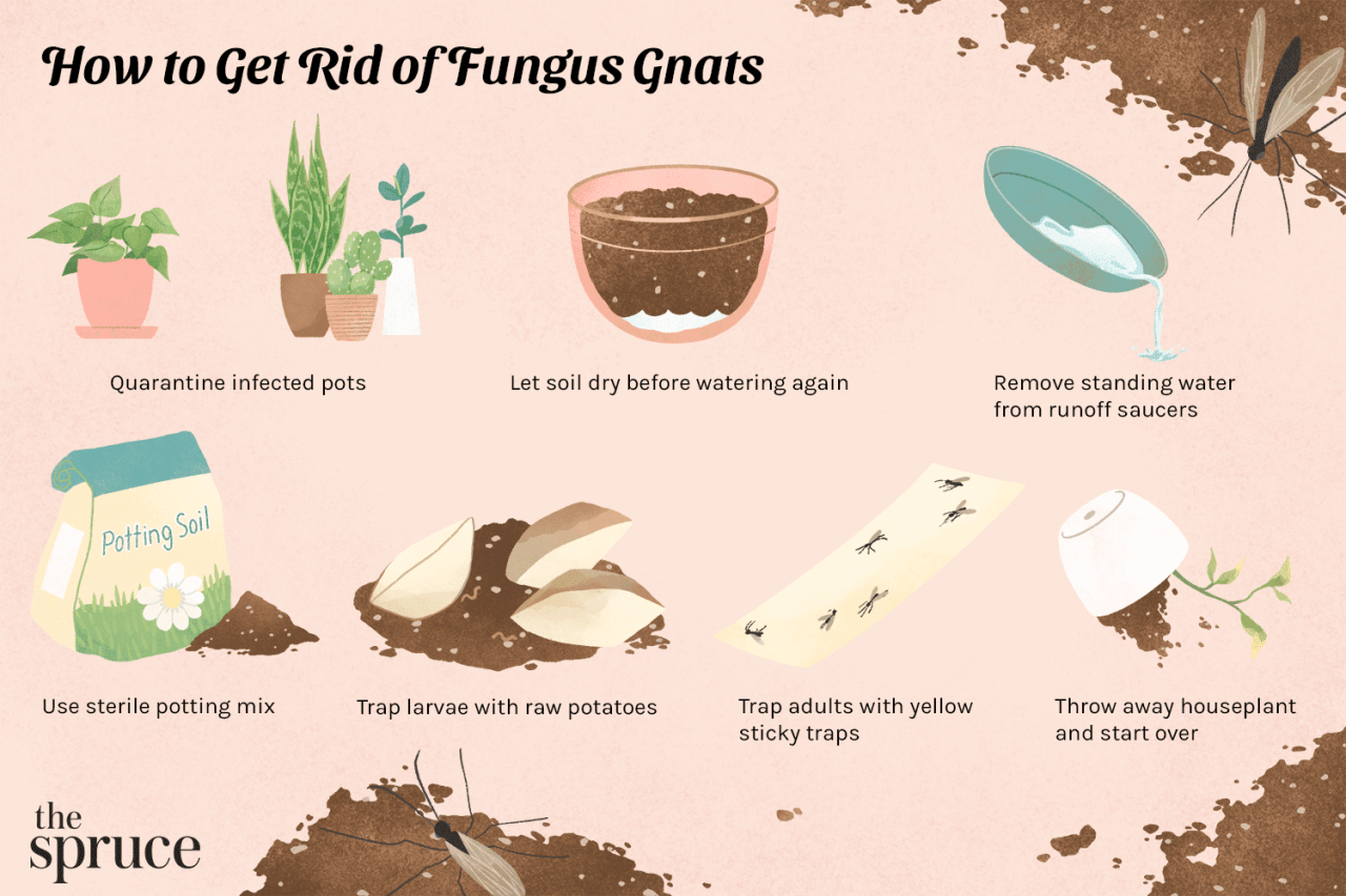 Fungus gnat gnats sticky houseplants larvae backbonevalleynursery