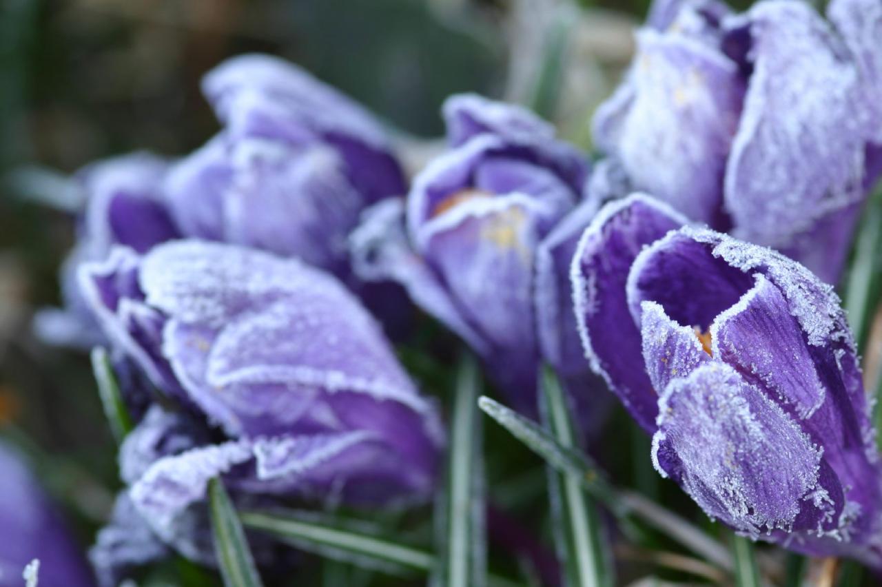 How To Protect Your Spring Bulbs From Frost When Planting In Fall