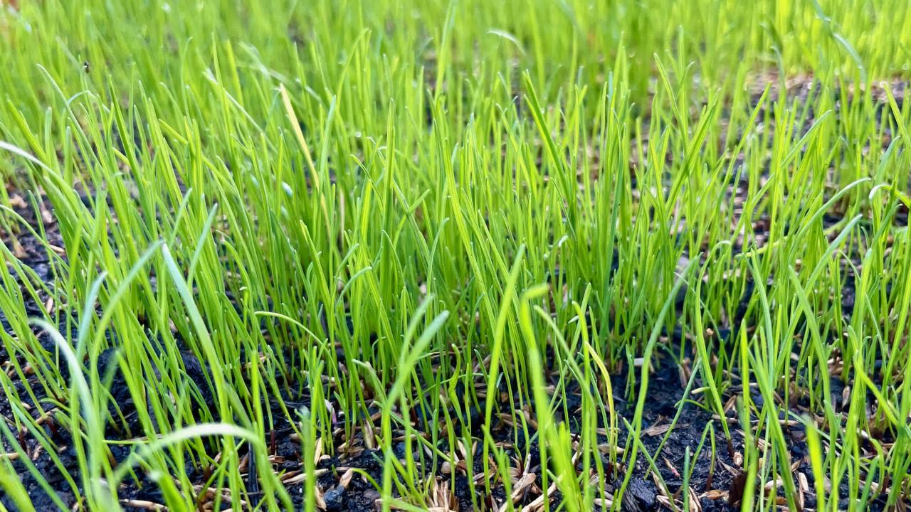 Can You Really Grow a Gorgeous Lawn by Planting Grass Seed in September?