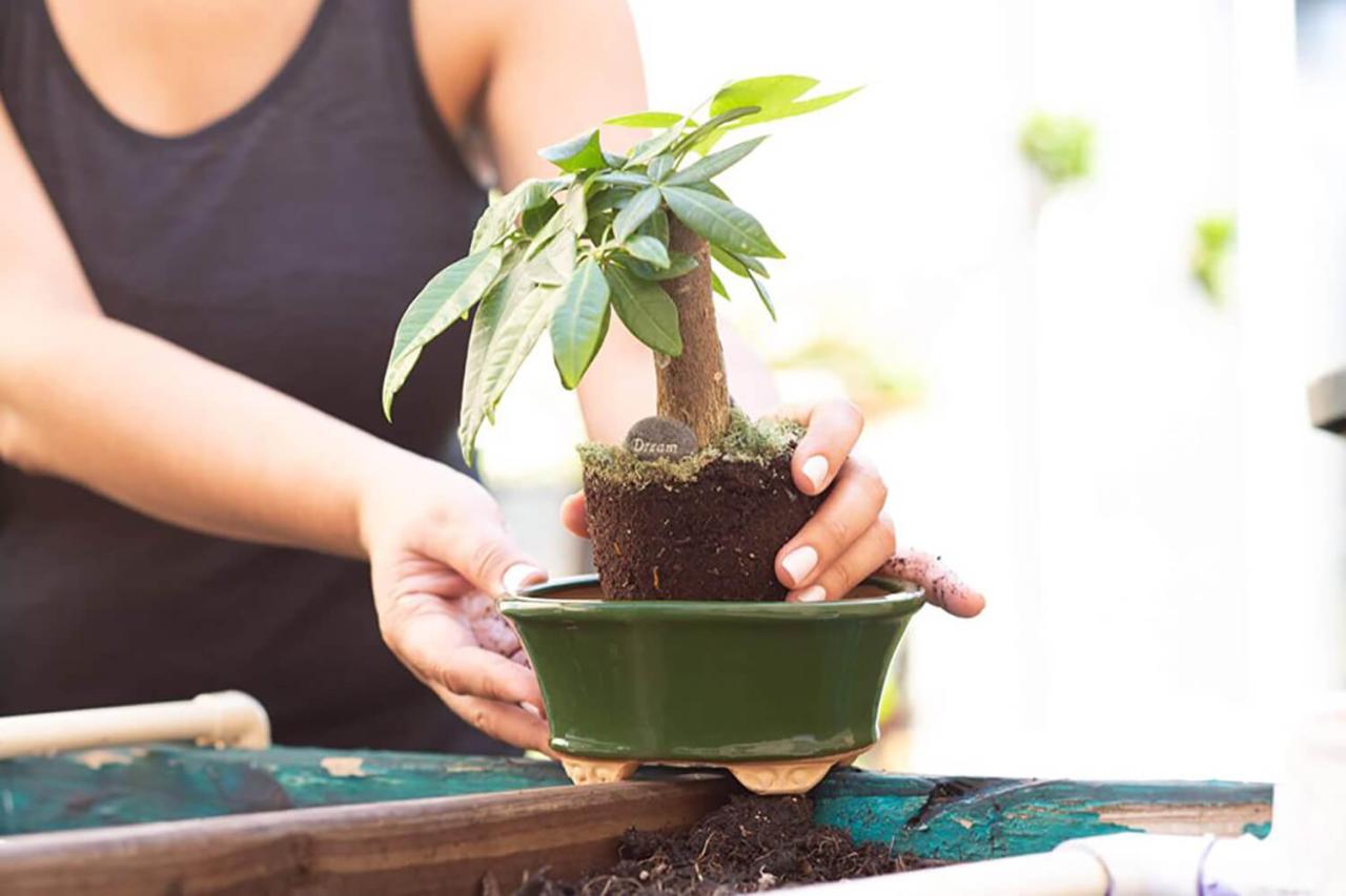 Top 10 Tips for Selecting the Perfect Bonsai Pot