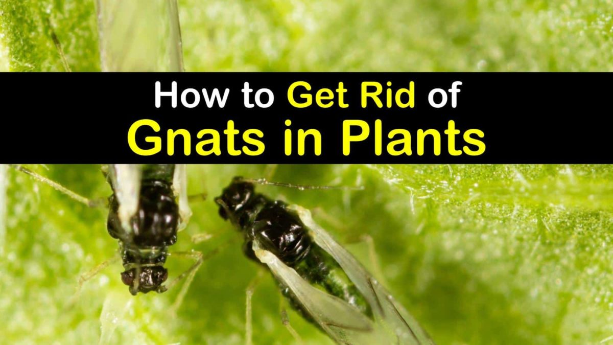 How to Stop Gnats from Laying Eggs in Plant Soil