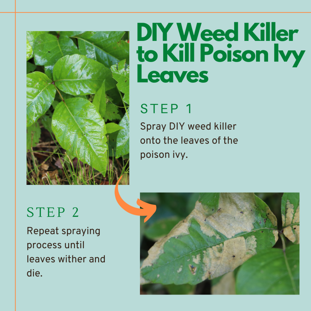 How to Eliminate Poison Ivy While Maintaining Healthy Plants