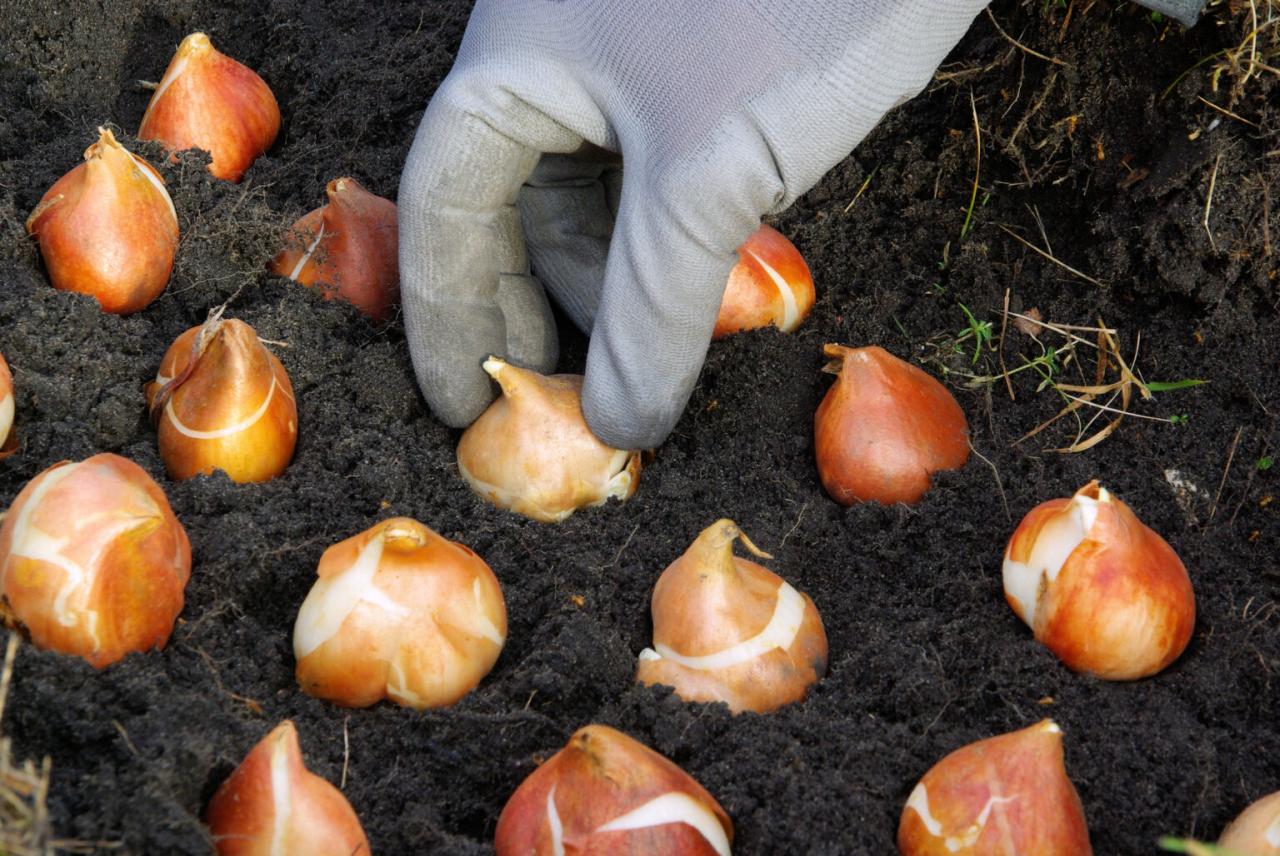 Planting fall tips bulbs