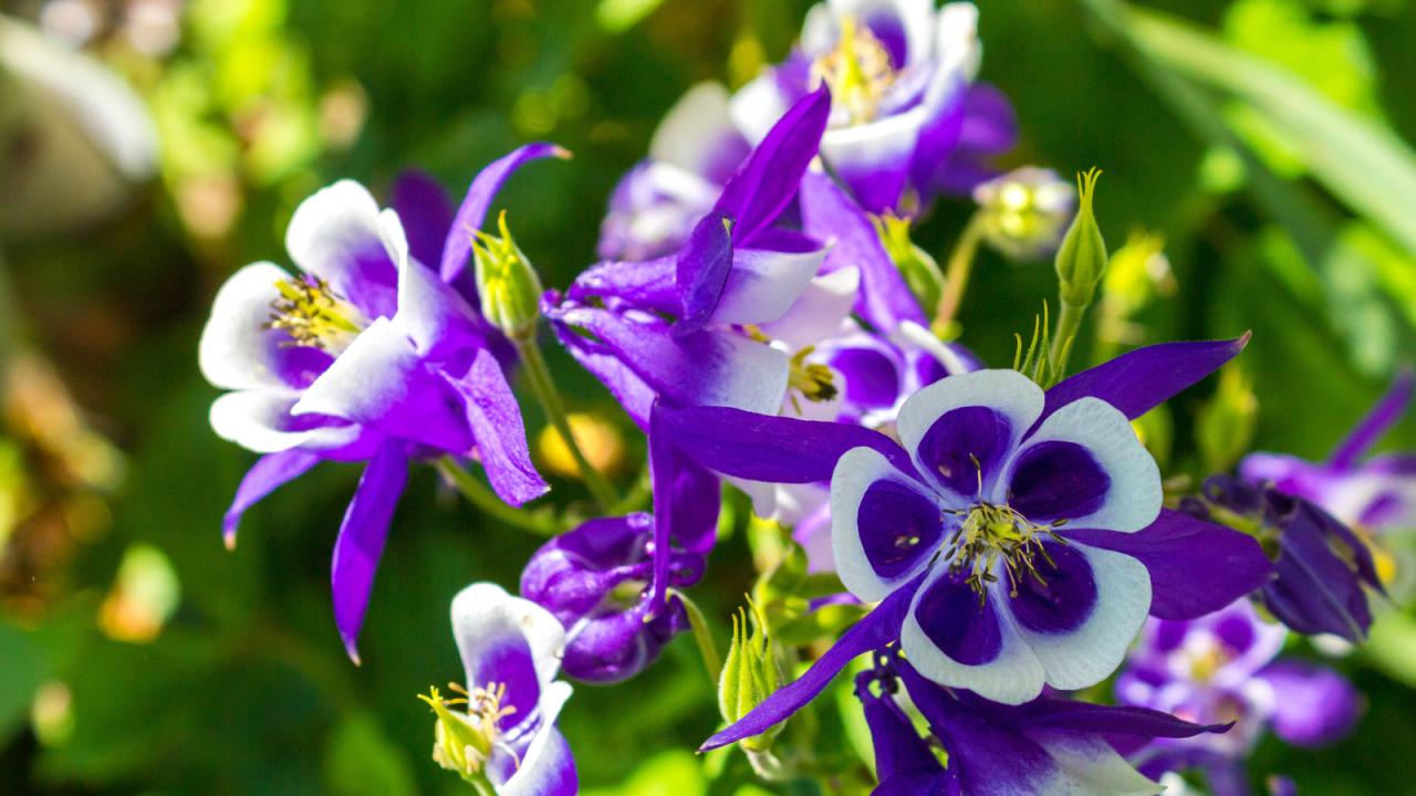 Columbine Plant Care: Gorgeous Results Guaranteed