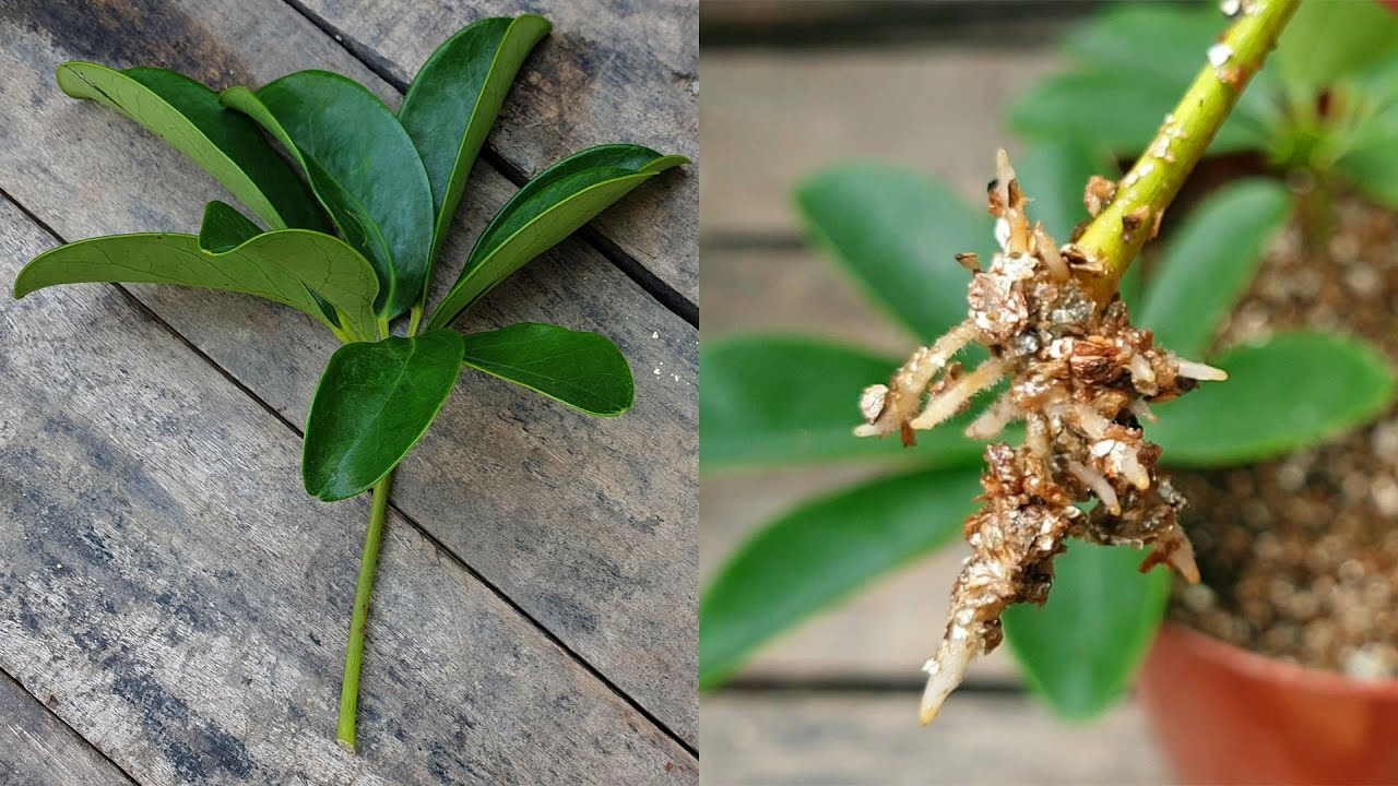 Expand Your Schefflera Collection: Easy Propagation Techniques Revealed