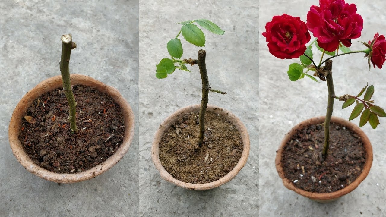 From Cuttings to Roses: How To Achieve a Beautiful Rose Garden Quickly