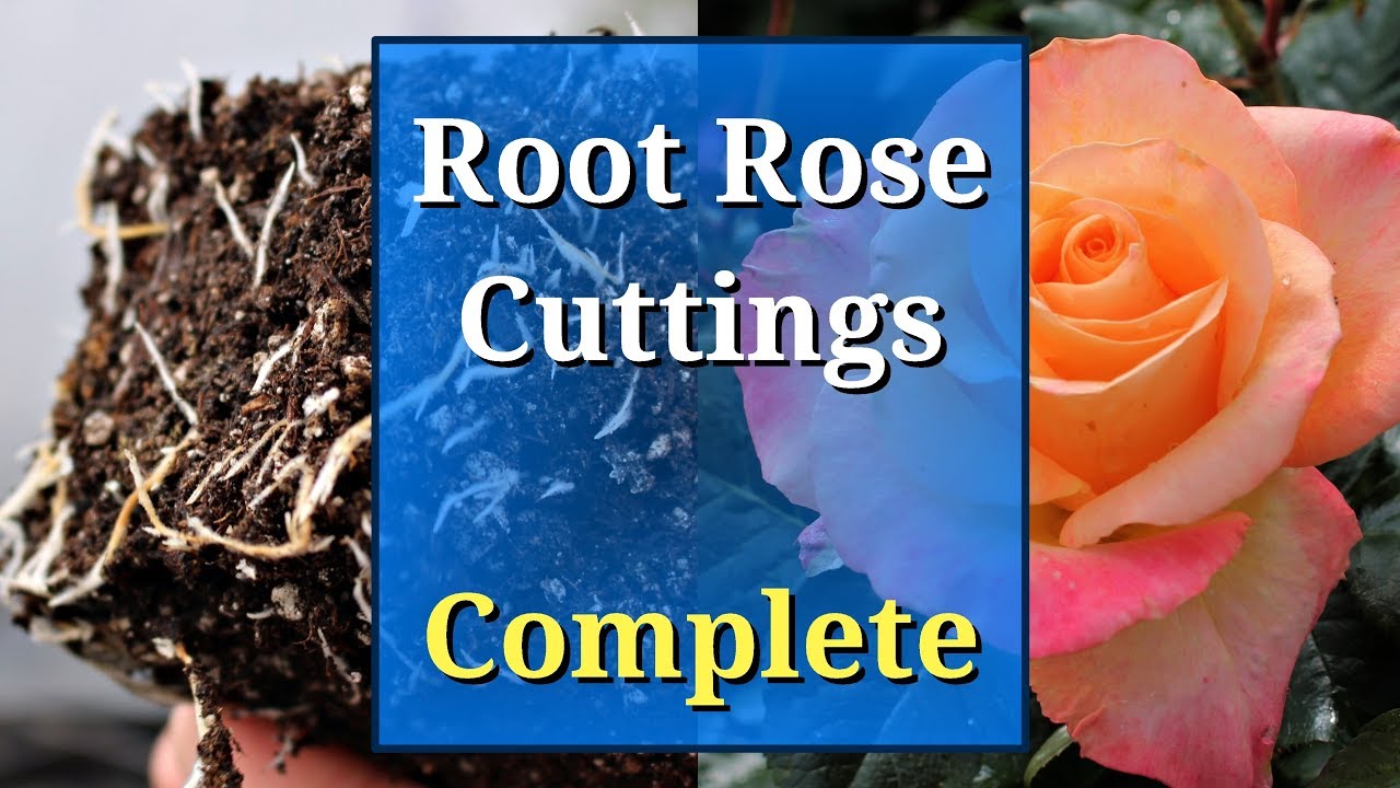 From Cuttings to Roses: How To Achieve a Beautiful Rose Garden Quickly