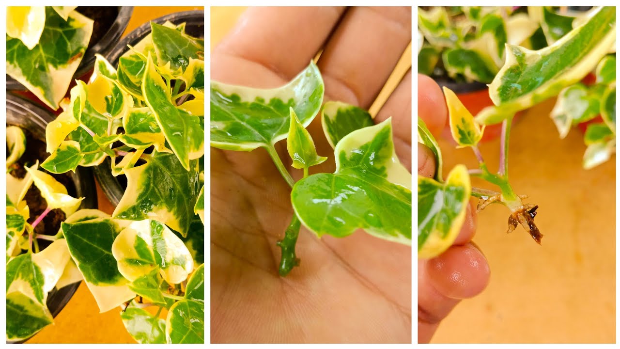 How to Use Ivy Cuttings to Expand Your Garden – Propagation Tips