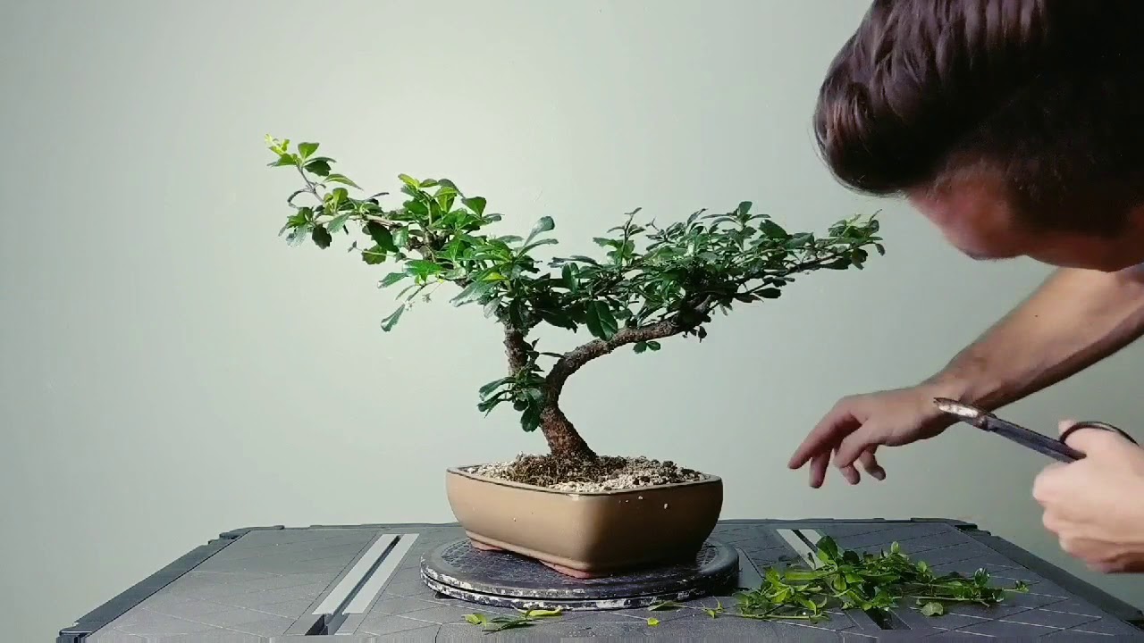 Mastering Bonsai Care: Top Tricks for Healthy Growth