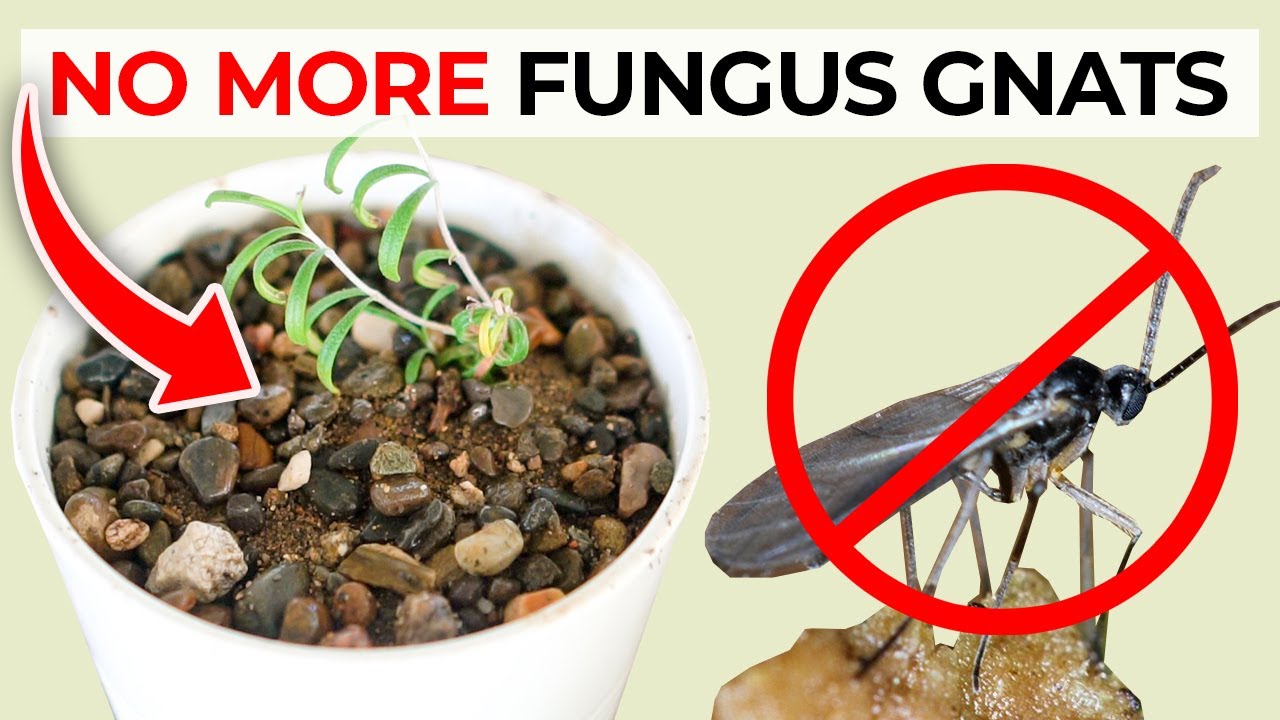 How to Stop Gnats from Laying Eggs in Plant Soil