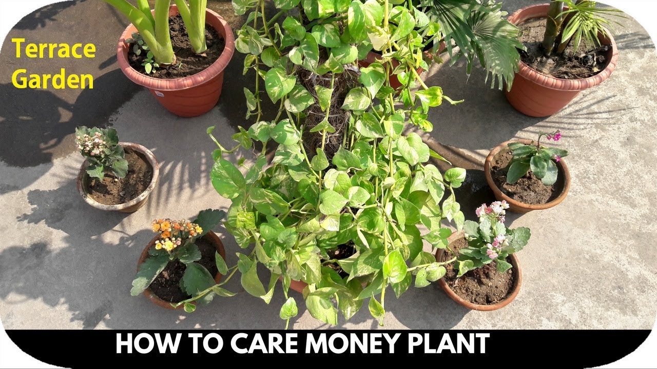 Expert Tips For Money Plant Care In Small Spaces