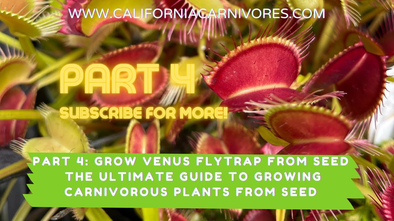 Grow Carnivorous Plants Faster! How to Propagate Venus Fly Traps