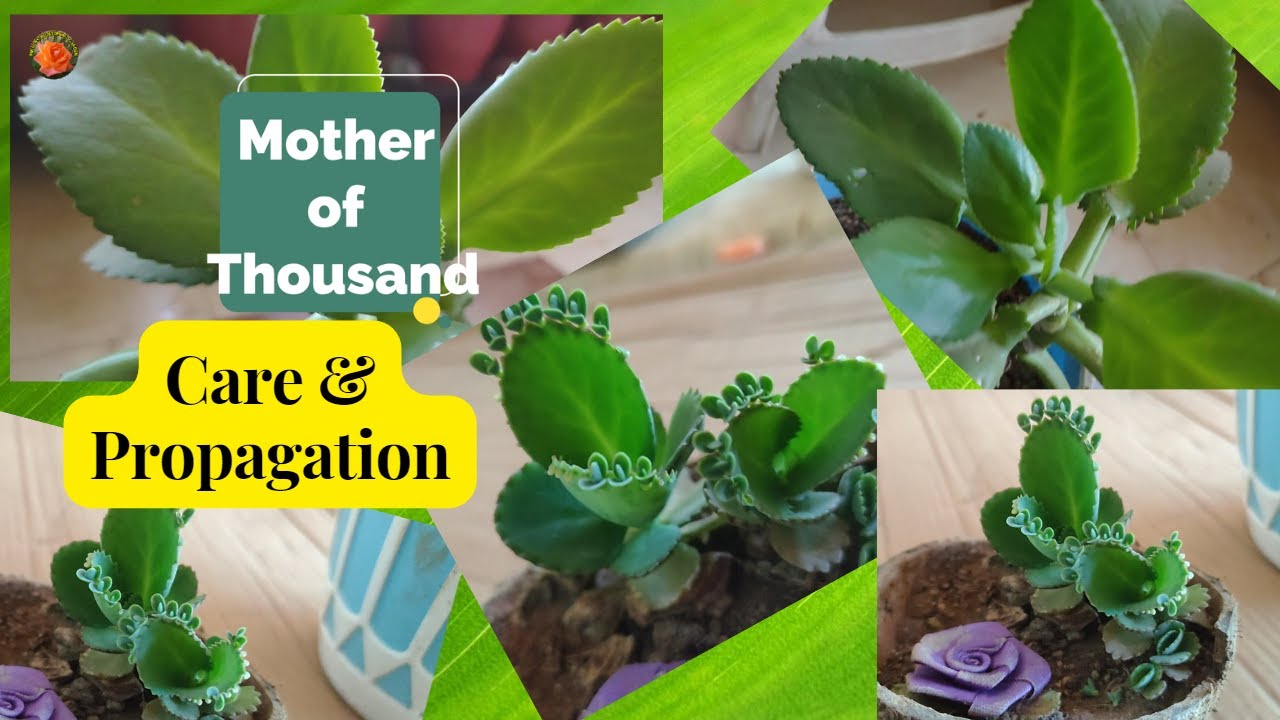 Propagating Mother of Thousands: Tips and Techniques You Need to Know