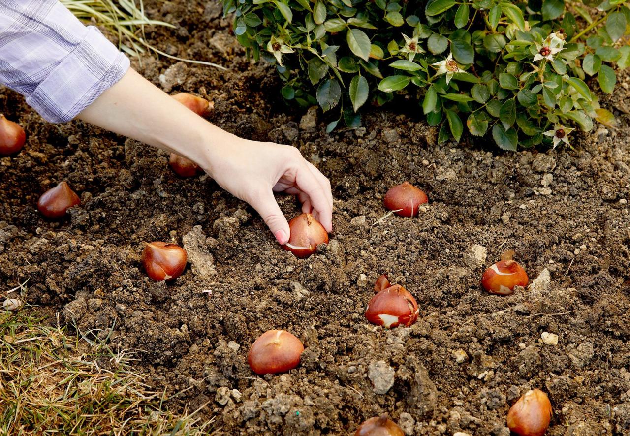 The Ultimate Guide To Fall Bulb Planting For Spring Blooms