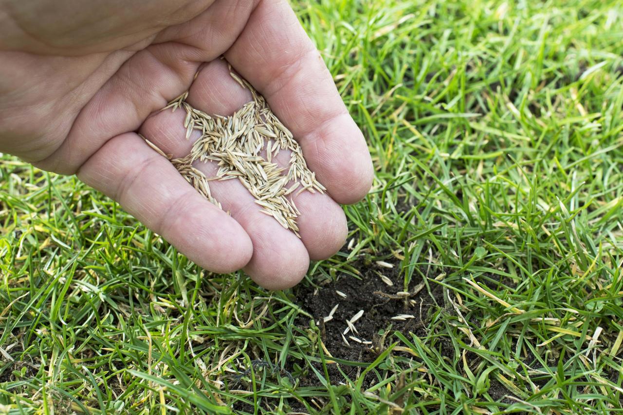 Seed planting agreenhand