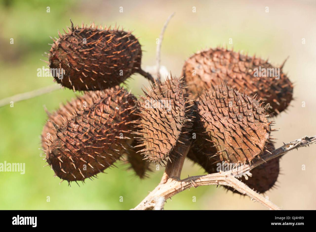 How Spiky Seeds Help Plants Survive in Harsh Environments