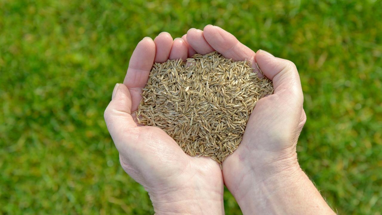 Time to Sow: Grass Seed for a Gorgeous Lawn