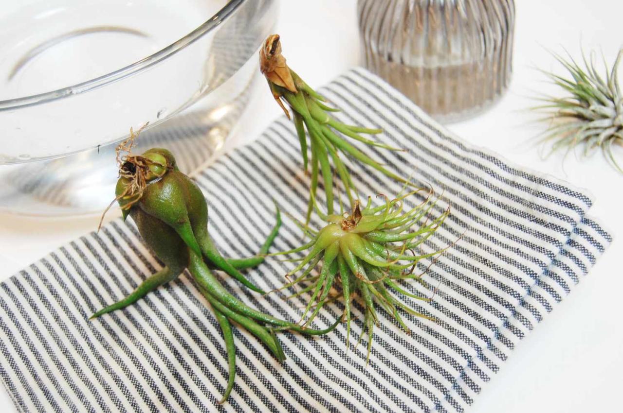 The Best Containers for Soaking Air Plants